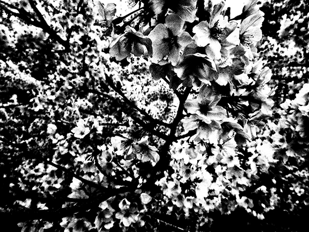 森山大道写真展｜Ango