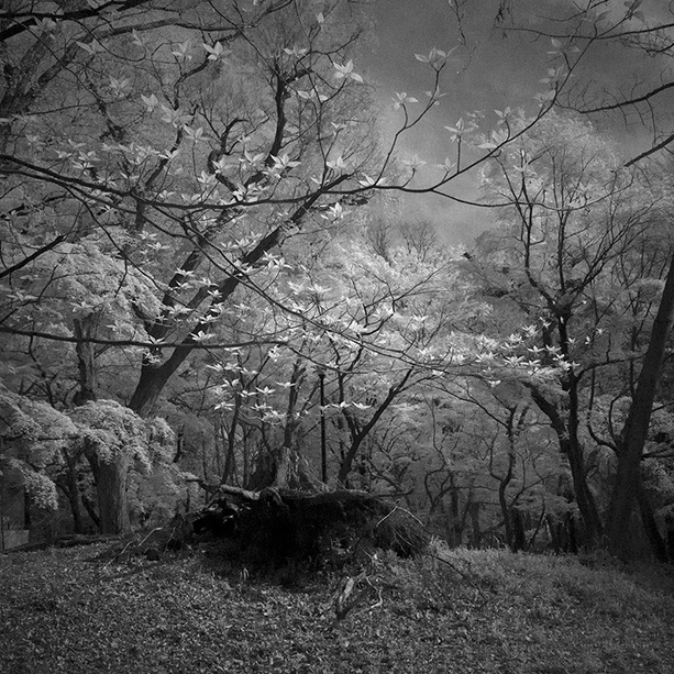 渡部敏哉 / Toshiya Watanabe ｜Somewhere not Here