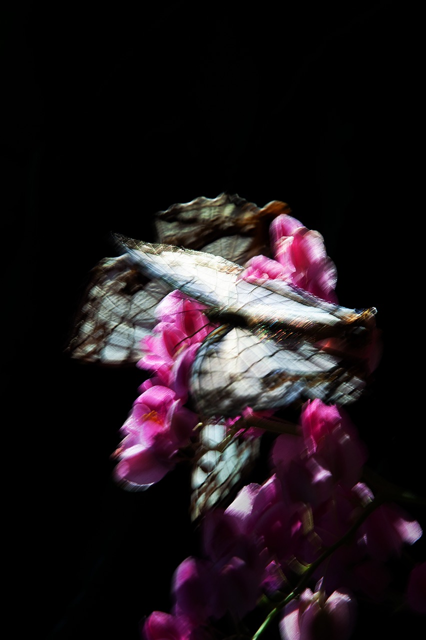 山上新平｜KANON